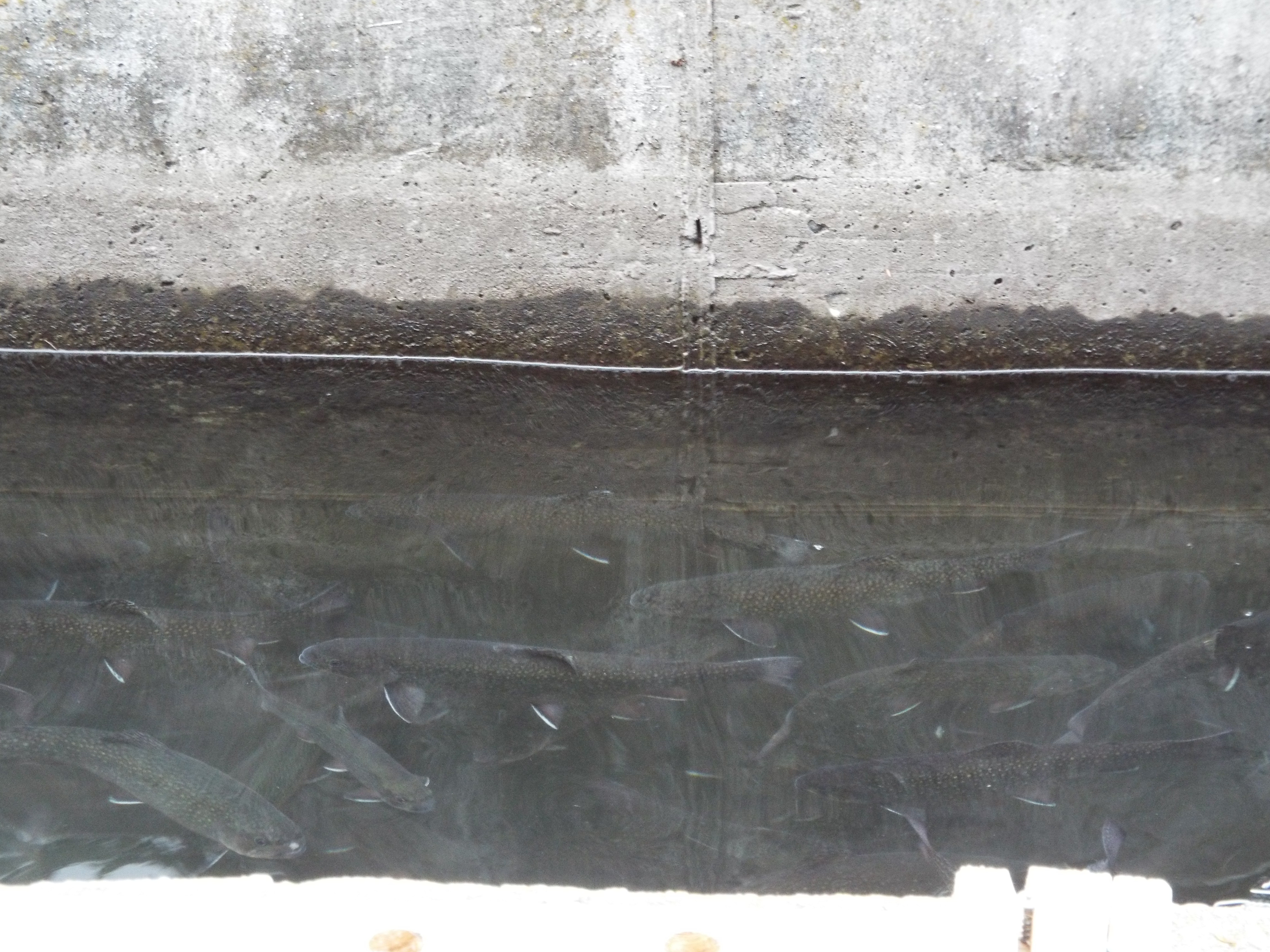 Swimming Trout