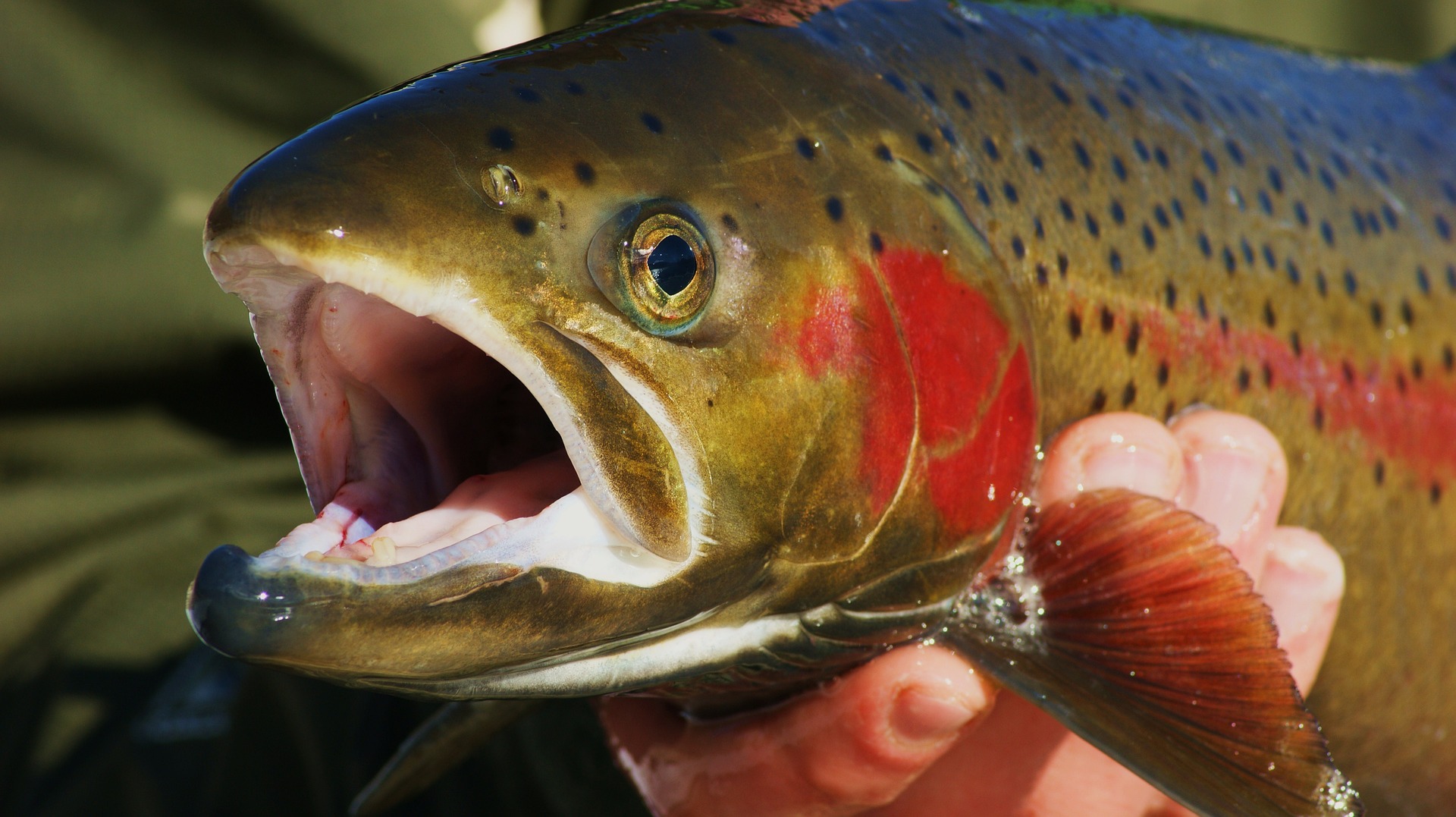 Rainbow Trout